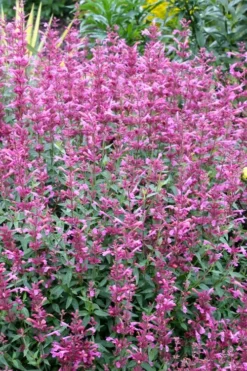 Rosie Posie Agastache (Hummingbird Mint) - 5 Pack Of Quarts -Lawn Starter Shop agastache rosie posie hummingbird mint 6
