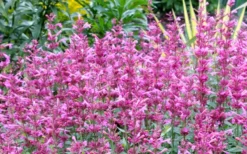 Rosie Posie Agastache (Hummingbird Mint) - 5 Pack Of Quarts -Lawn Starter Shop agastache rosie posie hummingbird mint 7