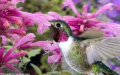 Rosie Posie Agastache (Hummingbird Mint) - 5 Pack Of Quarts -Lawn Starter Shop agastache rosie posie hummingbird mint 9