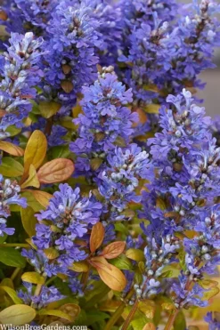 Fancy Finch Ajuga (Bugleweed) - 5 Pack Of Quart Pots -Lawn Starter Shop ajuga fancy finch 10