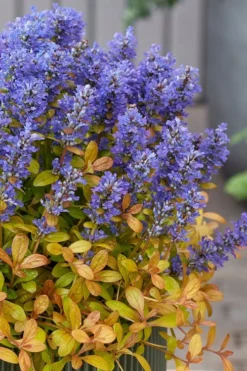 Fancy Finch Ajuga (Bugleweed) - 5 Pack Of Quart Pots -Lawn Starter Shop ajuga fancy finch 12