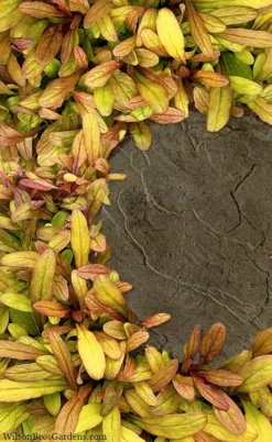 Fancy Finch Ajuga (Bugleweed) - 5 Pack Of Quart Pots -Lawn Starter Shop ajuga fancy finch 5