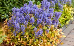 Fancy Finch Ajuga (Bugleweed) - 5 Pack Of Quart Pots -Lawn Starter Shop ajuga fancy finch 7