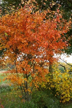 Shadblow Serviceberry Tree (Amelanchier Canadensis) - 5 Gallon Pot 13 Shadblow Serviceberry Tree (Amelanchier Canadensis) - 5 Gallon Pot -Lawn Starter Shop amelanchier arborea shadblow serviceberry fall foliage