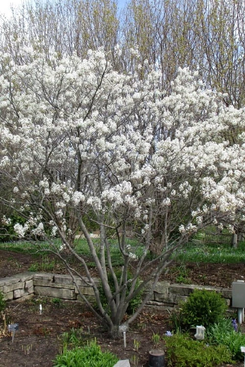 Shadblow Serviceberry Tree (Amelanchier Canadensis) - 5 Gallon Pot 9 Shadblow Serviceberry Tree (Amelanchier Canadensis) - 5 Gallon Pot - Image 9