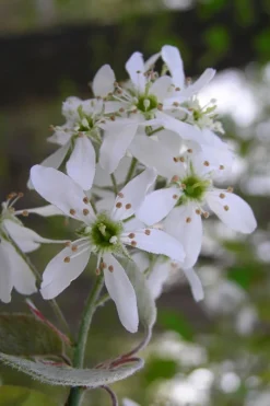 Autumn Brilliance Serviceberry Tree - 1 Gallon Pot -Lawn Starter Shop amelanchier grandiflora autumn brilliance serviceberry 1