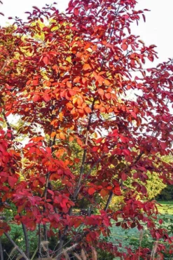 Autumn Brilliance Serviceberry Tree - 1 Gallon Pot -Lawn Starter Shop amelanchier grandiflora autumn brilliance serviceberry 3