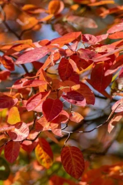 Autumn Brilliance Serviceberry Tree - 1 Gallon Pot -Lawn Starter Shop amelanchier grandiflora autumn brilliance serviceberry 9