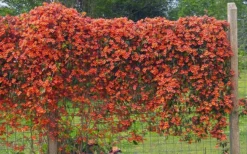 Tangerine Beauty Crossvine Bignonia - 1 Gallon Pot -Lawn Starter Shop bignonia capreolata tangerine beauty crossvine 101