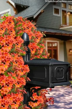 Tangerine Beauty Crossvine Bignonia - 1 Gallon Pot -Lawn Starter Shop bignonia capreolata tangerine beauty crossvine 105