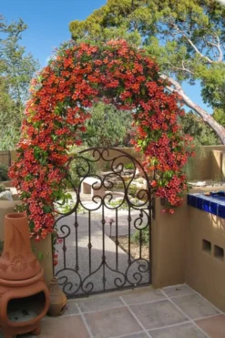 Tangerine Beauty Crossvine Bignonia - 1 Gallon Pot -Lawn Starter Shop bignonia capreolata tangerine beauty crossvine 110