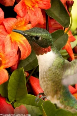 Tangerine Beauty Crossvine Bignonia - 1 Gallon Pot -Lawn Starter Shop bignonia capreolata tangerine beauty crossvine 111