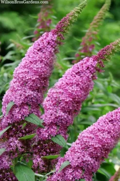 Pugster Pinker Butterfly Bush (Buddleia) - 3 Gallon Pot -Lawn Starter Shop buddleai pugster pinker butterfly bush 1