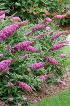 Pugster Pinker Butterfly Bush (Buddleia) - 3 Gallon Pot