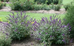 Lo & Behold Blue Chip Junior Butterfly Bush - 1 Gallon Pot -Lawn Starter Shop buddleia blue chip junior butterfly bush 2