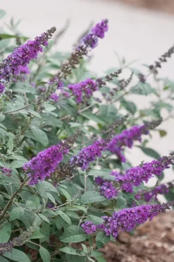 Lo & Behold Blue Chip Junior Butterfly Bush - 1 Gallon Pot -Lawn Starter Shop buddleia blue chip junior butterfly bush 4