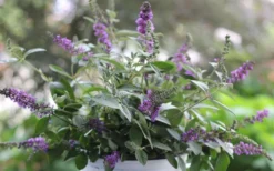 Lo & Behold Blue Chip Junior Butterfly Bush - 1 Gallon Pot -Lawn Starter Shop buddleia blue chip junior butterfly bush 6