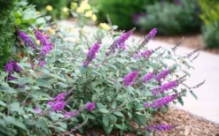 Lo & Behold Blue Chip Junior Butterfly Bush - 5 Pack Of Quart Pots -Lawn Starter Shop buddleia blue chip junior butterfly bush 7 1