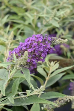 Lo & Behold Blue Chip Junior Butterfly Bush - 5 Pack Of Quart Pots -Lawn Starter Shop buddleia blue chip junior butterfly bush 8 1