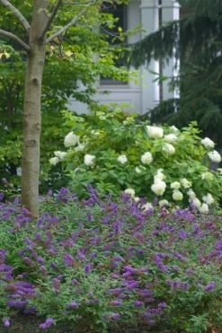 Lo & Behold Blue Chip Junior Butterfly Bush - 1 Gallon Pot -Lawn Starter Shop buddleia blue chip junior butterfly bush 9