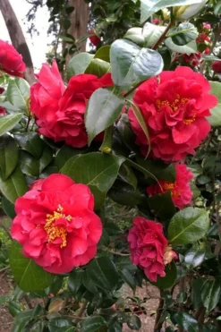 Turandot Camellia Japonica - 7 Gallon Pot -Lawn Starter Shop caellia turandot 20