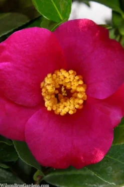 April Melody Camellia Japonica - 3 Gallon Pot