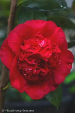 April Tryst Camellia Japonica - 3 Gallon Pot -Lawn Starter Shop camellia april tryst 21 1