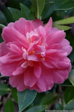 Autumn Spirit Camellia - Hybrid - 1 Gallon Pot -Lawn Starter Shop camellia autumn spirit 22