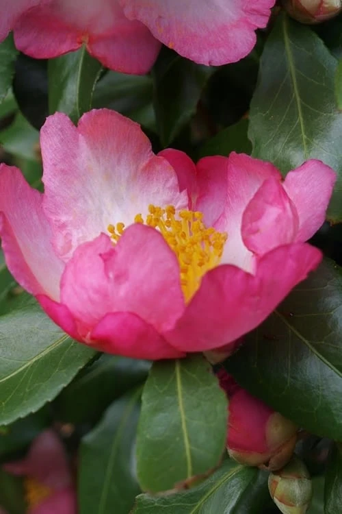 Autumn Sunrise Camellia Sasanqua - 1 Gallon Pot 1 Autumn Sunrise Camellia Sasanqua - 1 Gallon Pot