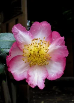 Autumn Sunrise Camellia Sasanqua - 1 Gallon Pot 8 Autumn Sunrise Camellia Sasanqua - 1 Gallon Pot -Lawn Starter Shop camellia autumn sunrise 10