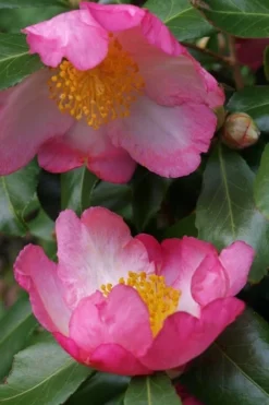 Autumn Sunrise Camellia Sasanqua - 1 Gallon Pot 9 Autumn Sunrise Camellia Sasanqua - 1 Gallon Pot -Lawn Starter Shop camellia autumn sunrise 2
