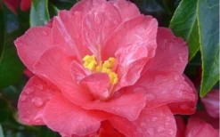 Coral Delight Camellia Hybrid - 1 Gallon Pot -Lawn Starter Shop camellia coral delight 5