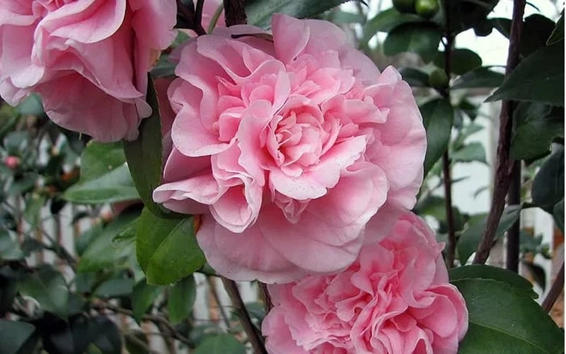 Debutante Pink Camellia Japonica - 6 Pack Of 1 Gallon Pots 4 Debutante Pink Camellia Japonica - 6 Pack Of 1 Gallon Pots - Image 4