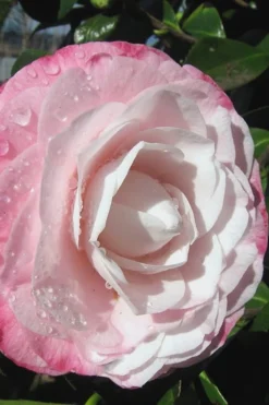 Desire Camellia Japonica - 1 Gallon Pot -Lawn Starter Shop camellia desire 2