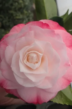 Desire Camellia Japonica - 1 Gallon Pot -Lawn Starter Shop camellia desire 3