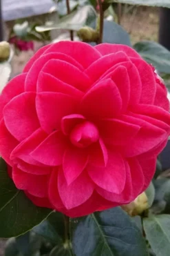 Glen 40 Camellia Japonica - 1 Gallon Pot -Lawn Starter Shop camellia glen 40 2