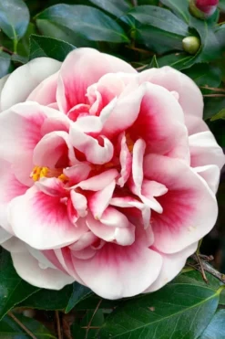 Irrational Exuberance Camellia Japonica - 1 Gallon Pot -Lawn Starter Shop camellia irrational exuberance 3