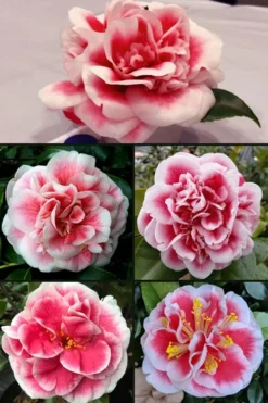 Irrational Exuberance Camellia Japonica - 1 Gallon Pot -Lawn Starter Shop camellia irrational exuberance 6