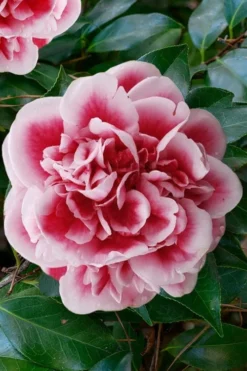 Irrational Exuberance Camellia Japonica - 1 Gallon Pot -Lawn Starter Shop camellia irrational exuberance 7