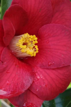 Adeyaka Camellia Japonica - 3 Gallon Pot -Lawn Starter Shop camellia japonica adeyaka 1