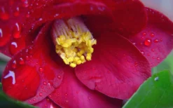 Adeyaka Camellia Japonica - 3 Gallon Pot -Lawn Starter Shop camellia japonica adeyaka 3