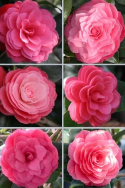 April Kiss Pink Double Flowered Camellia Japonica - 1 Gallon Pot -Lawn Starter Shop camellia japonica april kiss 102
