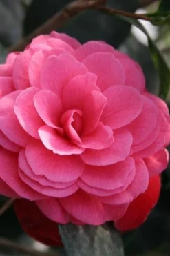 April Kiss Pink Double Flowered Camellia Japonica - 1 Gallon Pot -Lawn Starter Shop camellia japonica april kiss 103