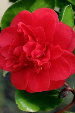 Curly Lady Camellia Japonica - 1 Gallon Pot -Lawn Starter Shop camellia japonica curly lady 1