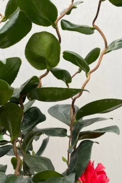 Curly Lady Camellia Japonica - 1 Gallon Pot -Lawn Starter Shop camellia japonica curly lady 2