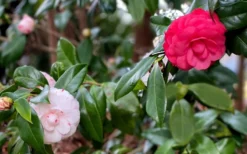 LA Peppermint Camellia Japonica - 3 Gallon Pot -Lawn Starter Shop camellia japonica la peppermint 101