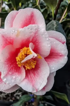 Sadaharu Oh Camellia - 3 Gallon Pot -Lawn Starter Shop camellia japonica sadaharu oh 100