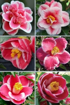 Sadaharu Oh Camellia - 3 Gallon Pot -Lawn Starter Shop camellia japonica sadaharu oh 102