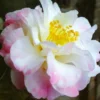 Star Above Star Camellia Sasanqua - 3 Gallon Pot