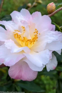 Star Above Star Camellia Sasanqua - 3 Gallon Pot -Lawn Starter Shop camellia japonica star above star 2